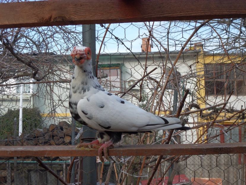 SAM_6466 - Porumbei2019