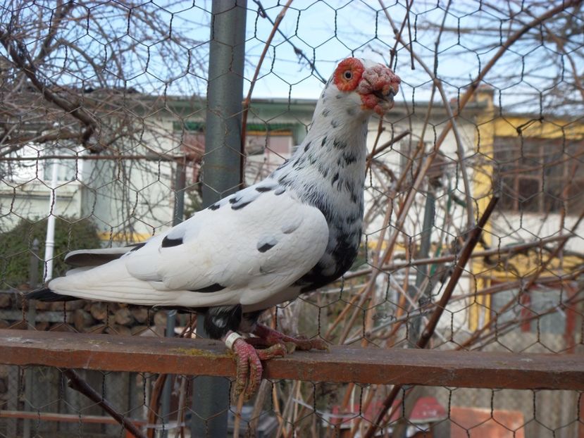 SAM_6467 - Porumbei2019