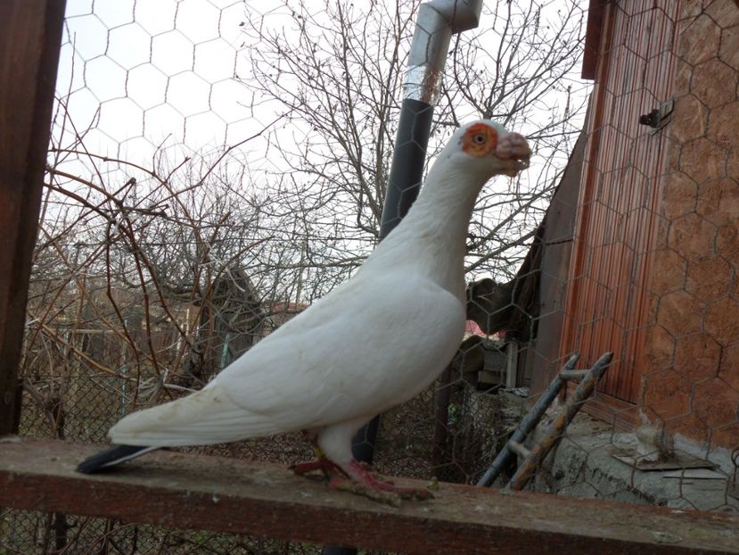 SAM_6480 - Porumbei2019