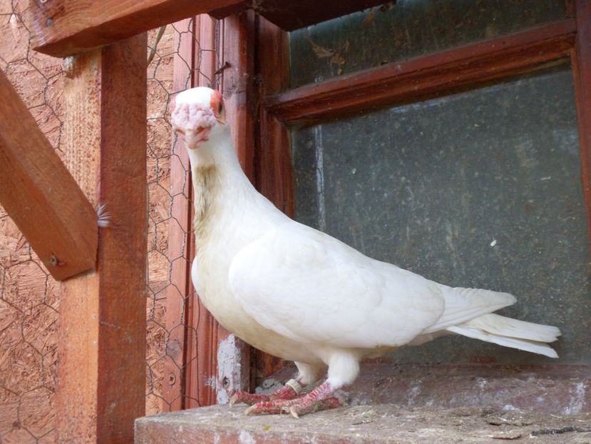 SAM_6493 - Porumbei2019
