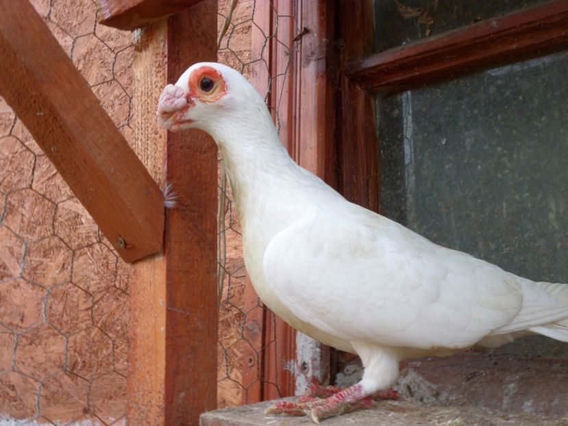 SAM_6494 - Porumbei2019