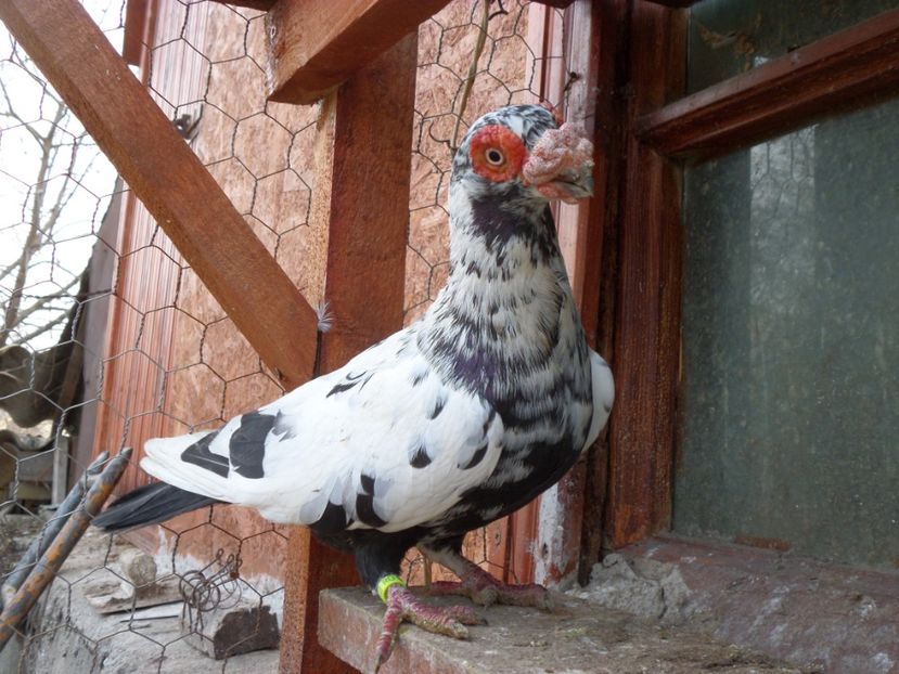 M - Porumbei2019