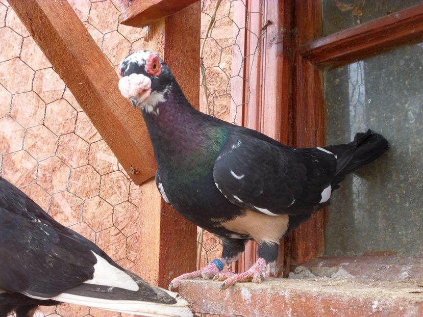 SAM_6395 - Porumbei2019