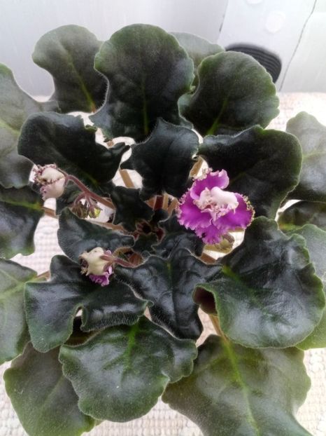 2 feb - ZZ LE Fuksijevoje Kruzevo