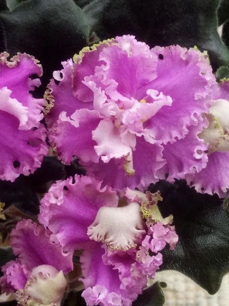 9 feb - ZZ LE Fuksijevoje Kruzevo