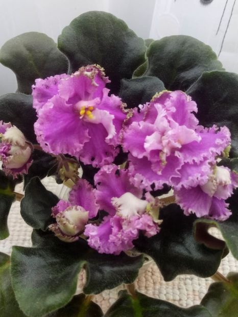 9 feb - ZZ LE Fuksijevoje Kruzevo