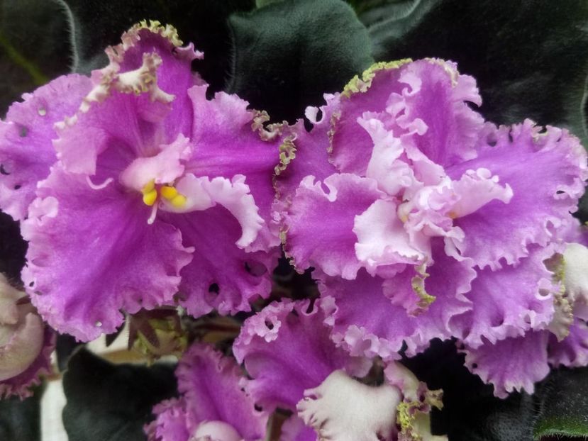 9 feb - ZZ LE Fuksijevoje Kruzevo