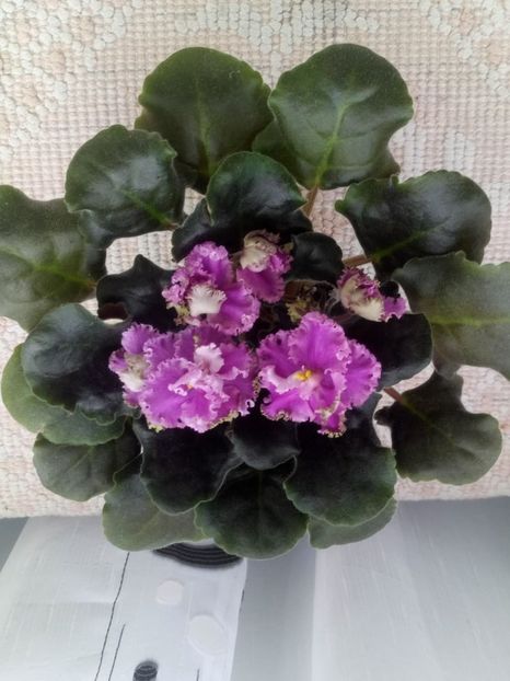 9 feb - ZZ LE Fuksijevoje Kruzevo