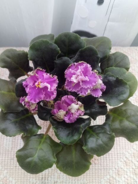 9 feb - ZZ LE Fuksijevoje Kruzevo