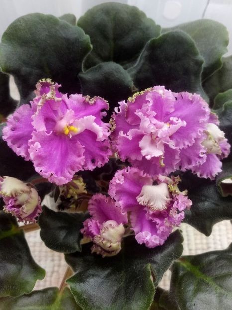 9 feb - ZZ LE Fuksijevoje Kruzevo