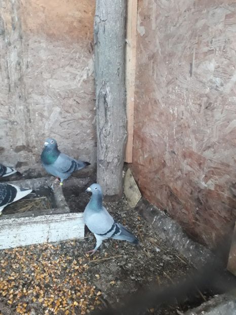 Pereche - C - De vanzare