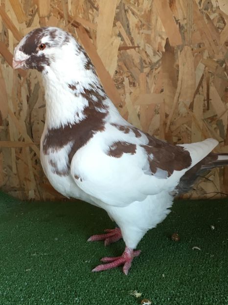 94225BC6-2B58-4CE4-BC38-FC969C2F2029 - 4-MASCULI AMERICAN GIANT HOMER MATCA 2020