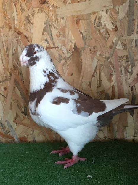 887C4E07-805D-41AA-AF13-D9E4C4DFEC2F - 4-MASCULI AMERICAN GIANT HOMER MATCA 2020