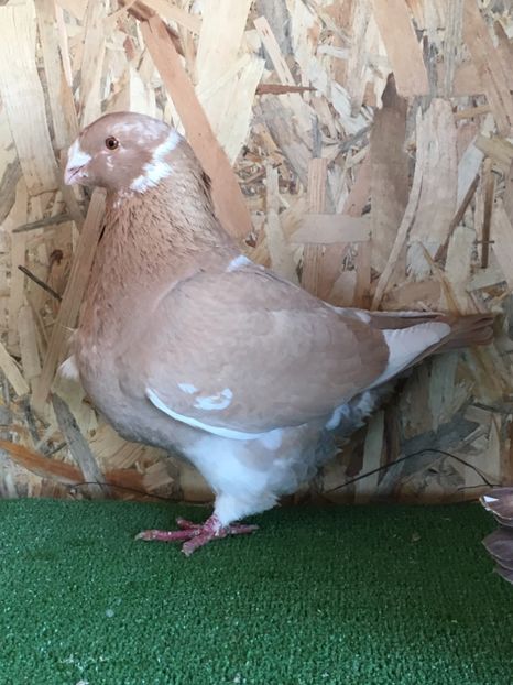 AF793764-452D-44B9-A89C-258ACDF2BFC6 - FEMELE AMERICAN GIANT HOMER MATCA 2020