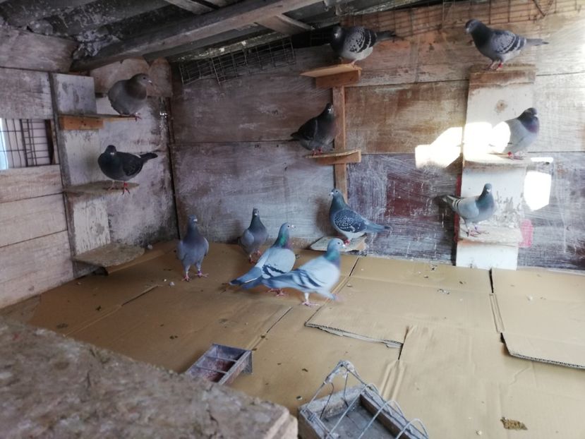  - 2019-01-30-Curatenie de iarna