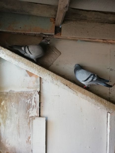  - 2019-01-30-Curatenie de iarna