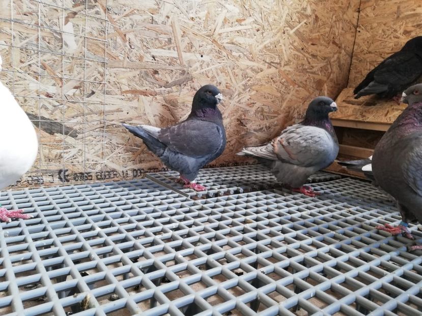 Masculi pt matca - poze suplimentare