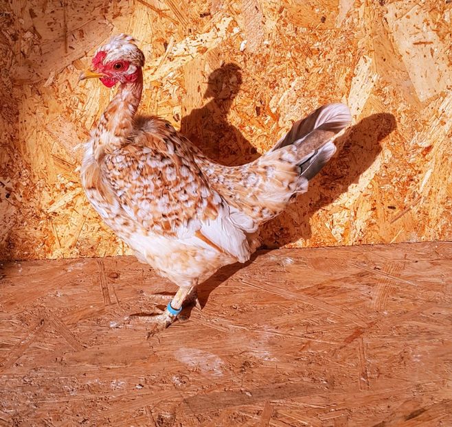 Găină 2018 - G-Găini Pitice Comune