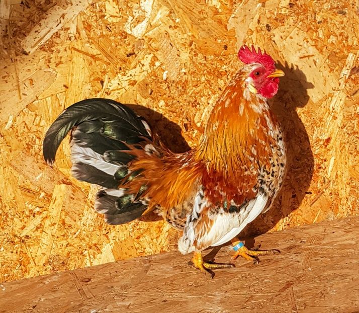 Cocoş 2018 - G-Găini Pitice Comune