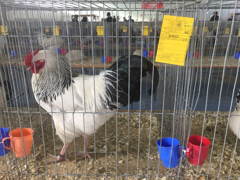 751B6622-D86C-4FFA-8607-5908CBC0AF66 - 2019 expoziție Breaza
