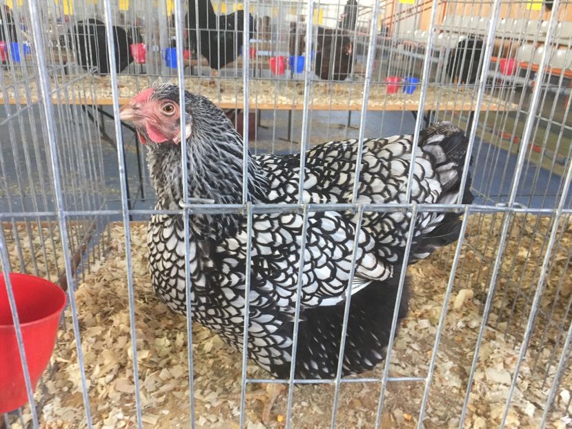 B91D034A-4258-4628-9116-5A5C4285E310 - 2019 expoziție Breaza