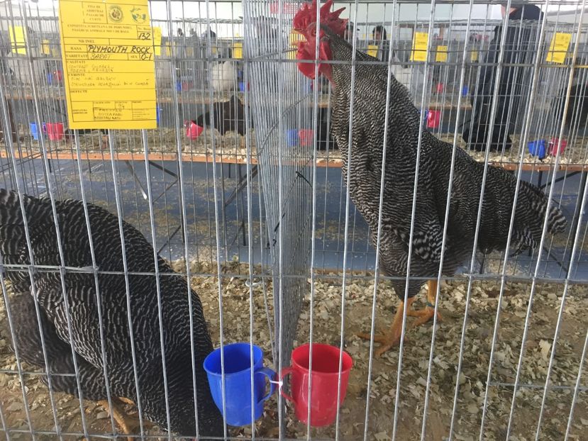 8CA01824-FA47-4BAC-A692-E69824234E4B - 2019 expoziție Breaza