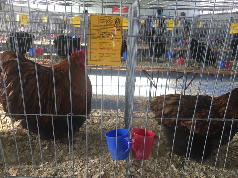 67E55D08-B5CA-4B48-AFCD-2F943C0237B9 - 2019 expoziție Breaza