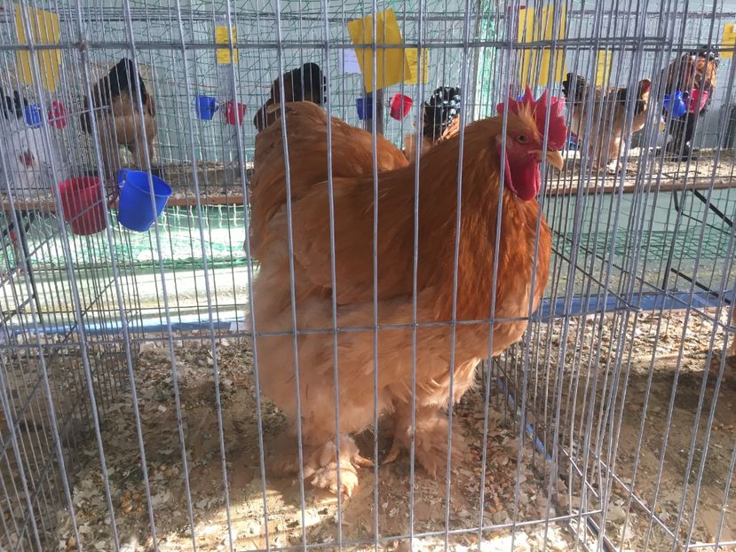 59AB4D8A-D796-4043-9D16-6FD5A8CE5BC1 - 2019 expoziție Breaza