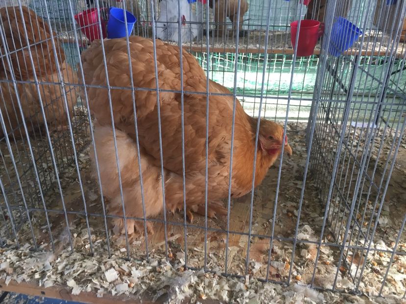 D2A11A89-D2B1-416B-9707-F8907345F82E - 2019 expoziție Breaza