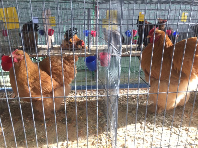 E20A41F7-AE3D-4488-A1E9-638023E29E56 - 2019 expoziție Breaza