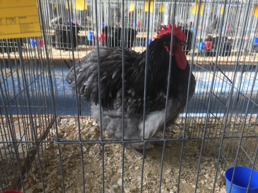 F32D8F88-DBC5-4CB9-9345-07202C2AF0D8 - 2019 expoziție Breaza