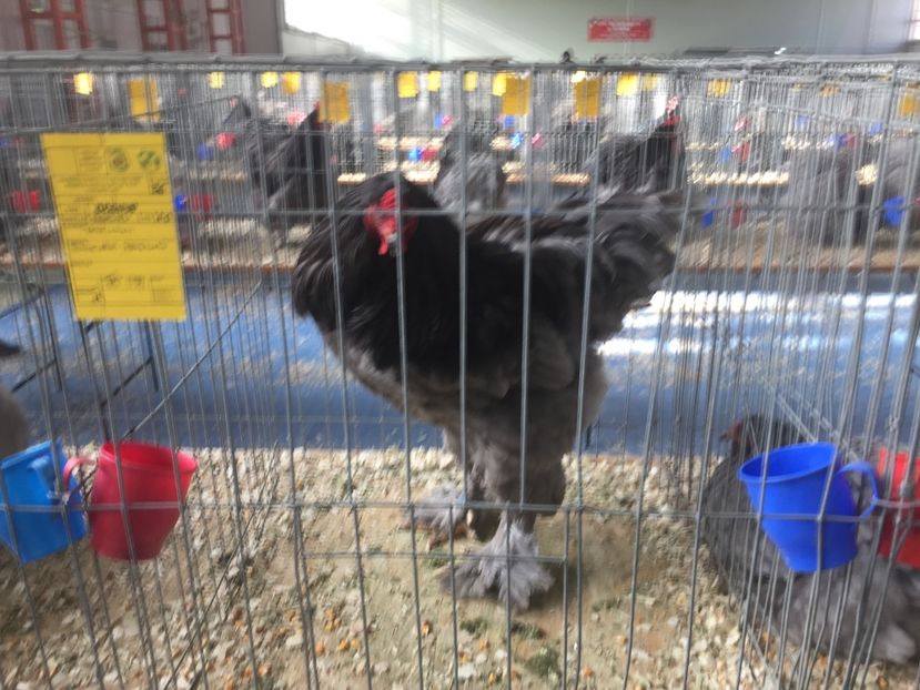 D570F12E-D054-48AB-B0B4-29EC4518247F - 2019 expoziție Breaza