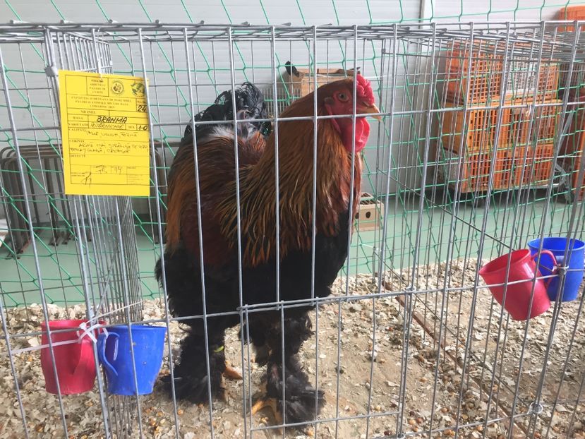 84CB1641-10C9-4AF1-BC46-A7EB3E2C1B3F - 2019 expoziție Breaza