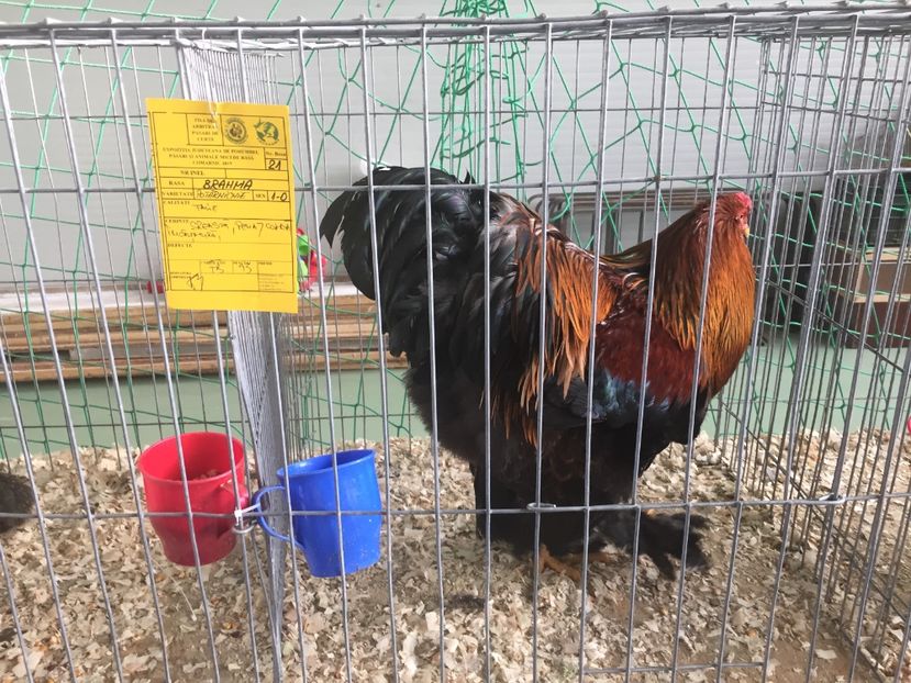 AEDA41E7-081F-4309-B96E-8DEBE5B05B8F - 2019 expoziție Breaza