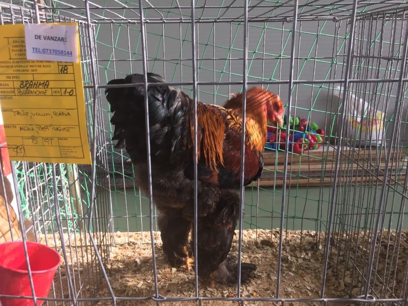 498718A9-2174-4B60-BE73-67F4A0EBAC61 - 2019 expoziție Breaza