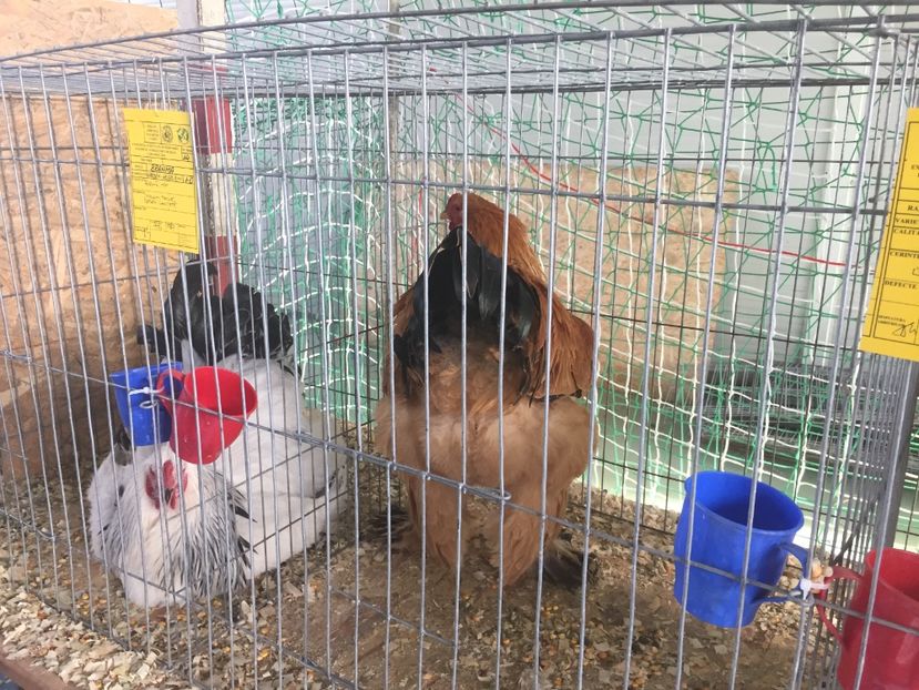 29FE0B9B-A11F-486A-B38A-05B1370F6345 - 2019 expoziție Breaza