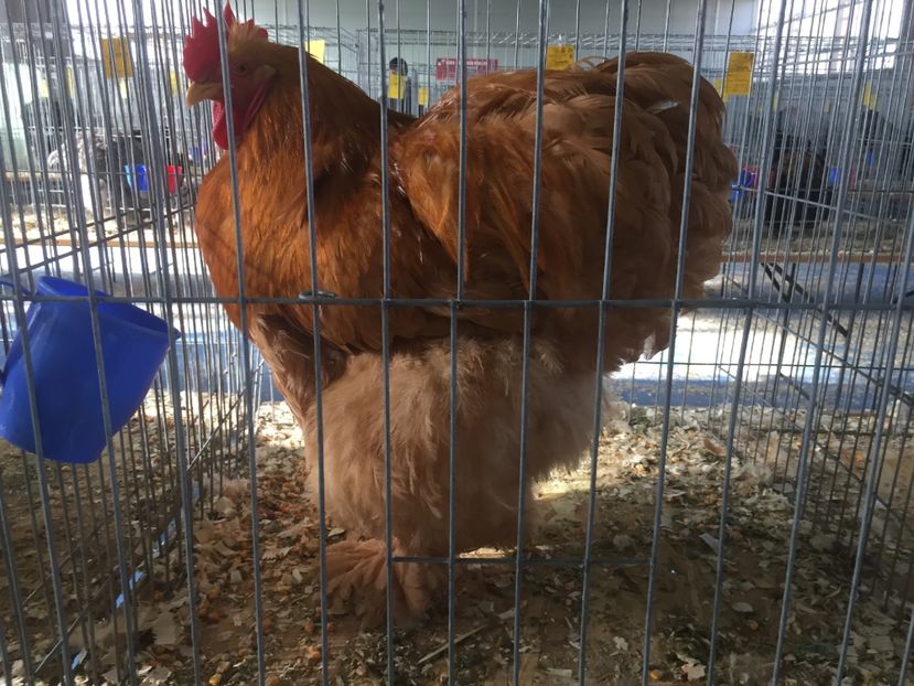 7381157E-D0A9-491E-9D20-C5CC6D45599B - 2019 expoziție Breaza