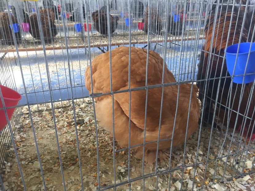 C6B4A106-742C-498D-96BA-3224BB59A914 - 2019 expoziție Breaza