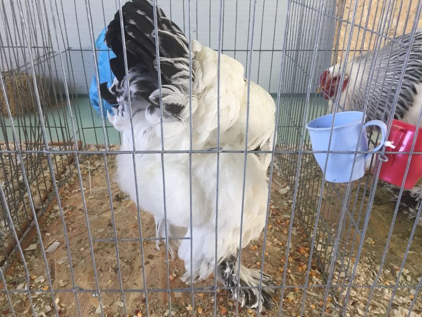 B7A3E706-672C-46AD-A476-AA9BA9934636 - 2019 expoziție Breaza