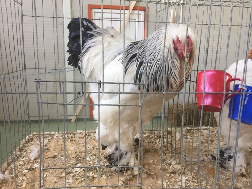 18092A0E-9C05-4B34-9E2E-63DAB0B4D545 - 2019 expoziție Breaza