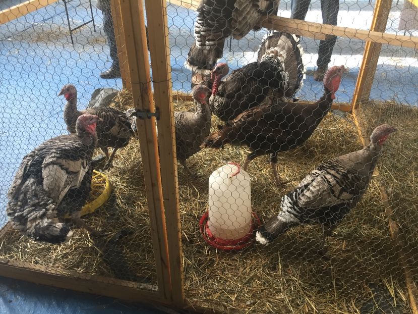 7B6A0483-CE4D-4A03-8453-18771AC7CB92 - 2019 expoziție Breaza