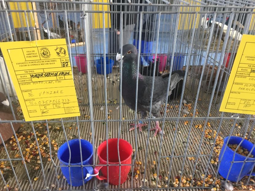 93910820-C37C-4F3D-8F1E-4EDF4A23537E - 2019 expoziție Breaza