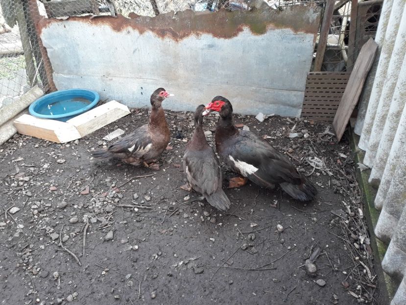  - rate lesesti maro-ciocolatii