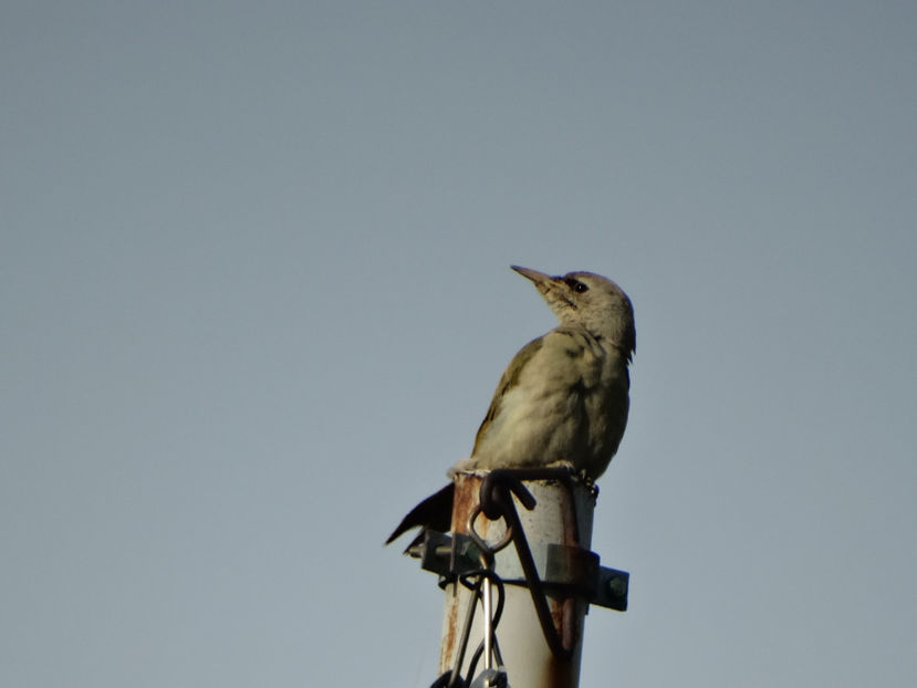 9.07 - a-vizitatorii gradinii 2018