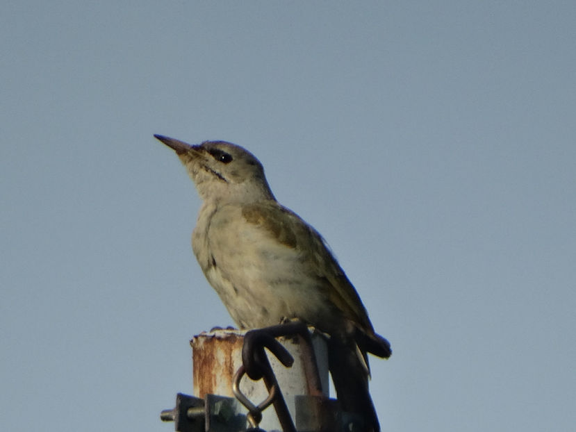  - a-vizitatorii gradinii 2018