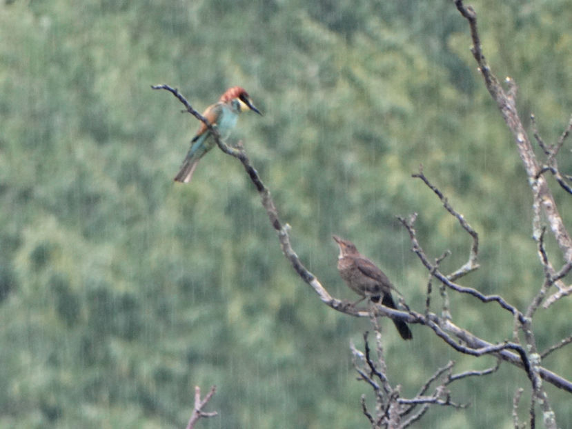  - a-vizitatorii gradinii 2018