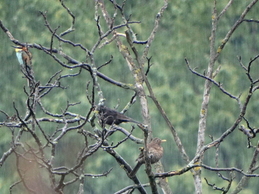  - a-vizitatorii gradinii 2018