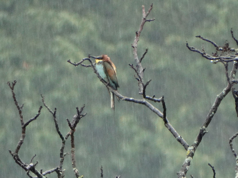  - a-vizitatorii gradinii 2018