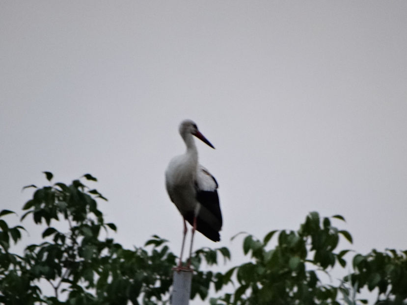 29.08 - a-vizitatorii gradinii 2018