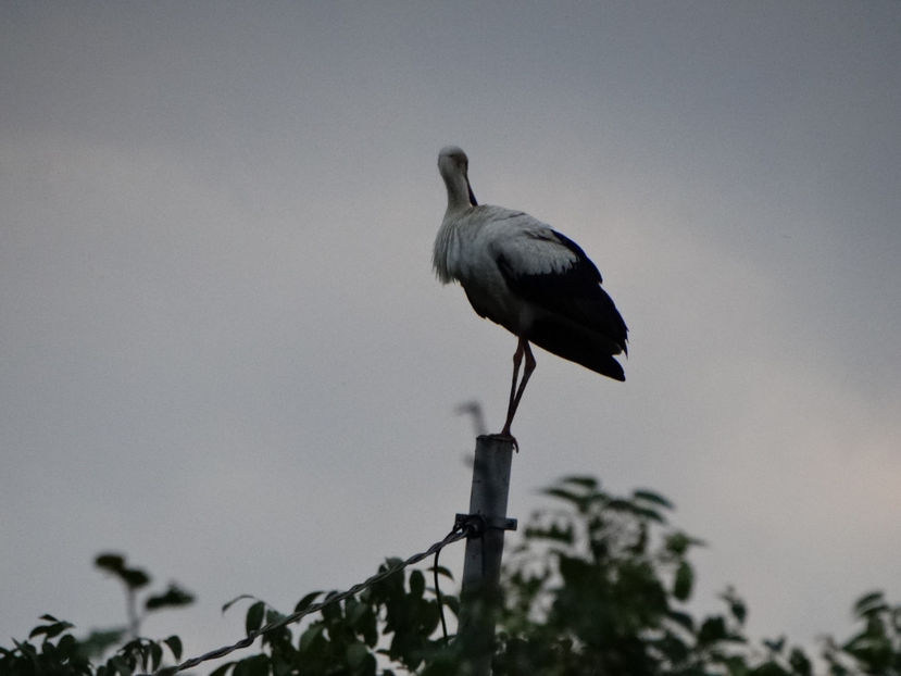 la ora 20 nu era o lumina buna - a-vizitatorii gradinii 2018